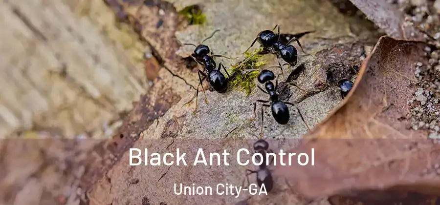  Black Ant Control Union City-GA