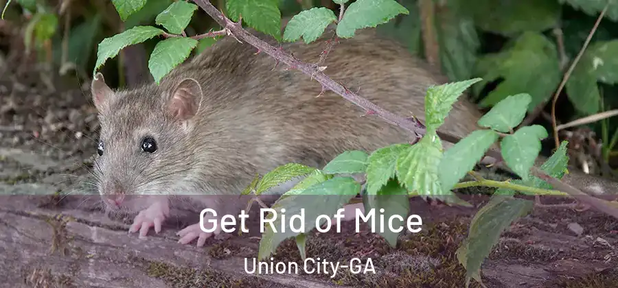 Get Rid of Mice Union City-GA