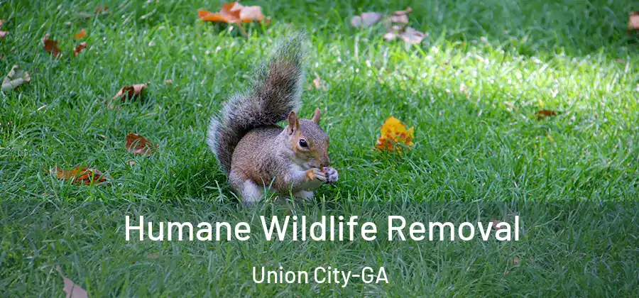 Humane Wildlife Removal Union City-GA