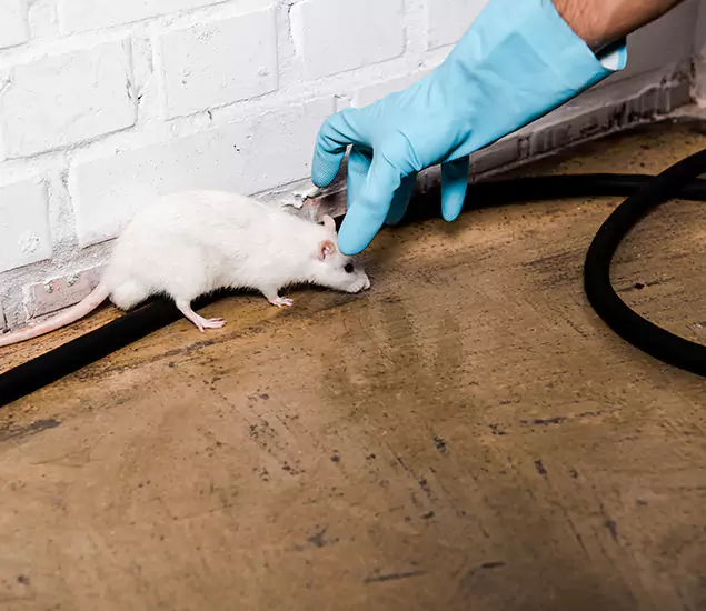 About Rodent Control Experts in Union City, GA