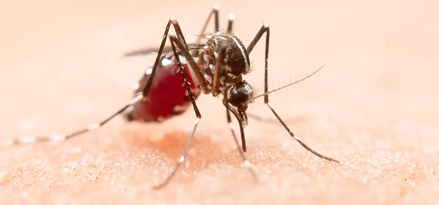 Pond Mosquito Control and Water Treatment in Union City