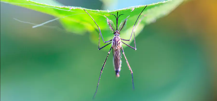 Home Defense Insect Killer in Union City