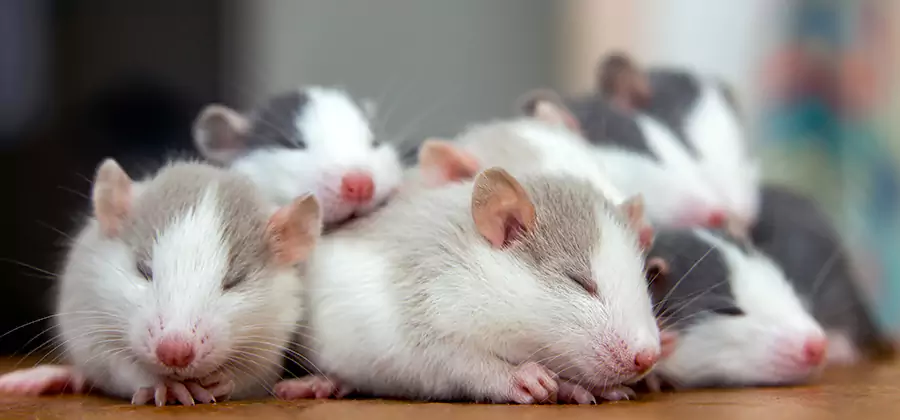 Union City Pet Safe Mice Control