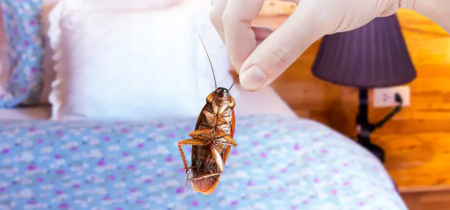 Bed Bug Inspection in Union City