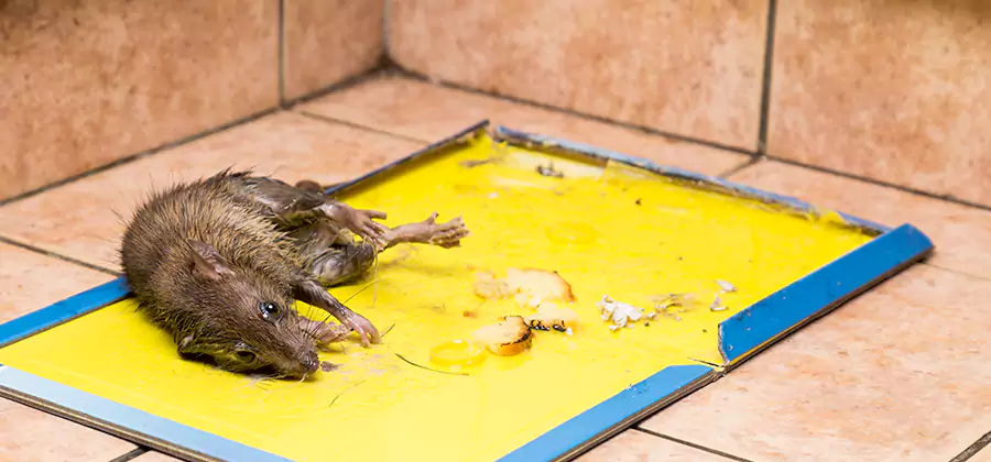 Rat Trapping Service In Union City