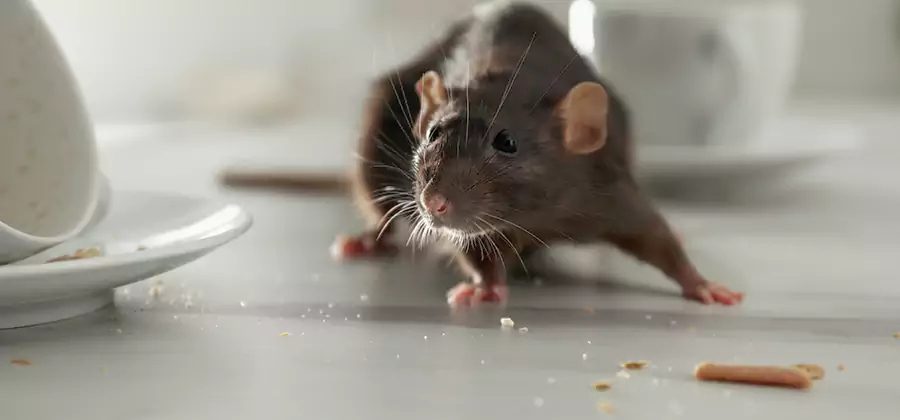 Attic Rat Exclusion Service in Union City