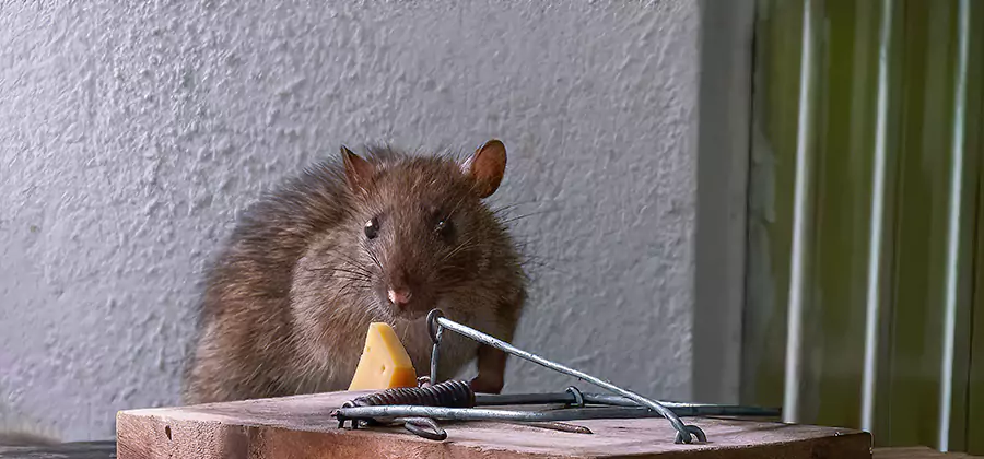 Rodent Proofing Service in Union City