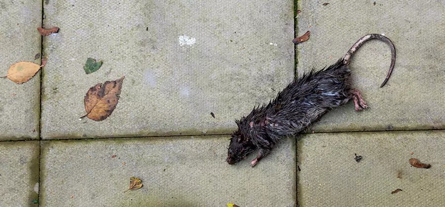 Rodent inspection service in Union City
