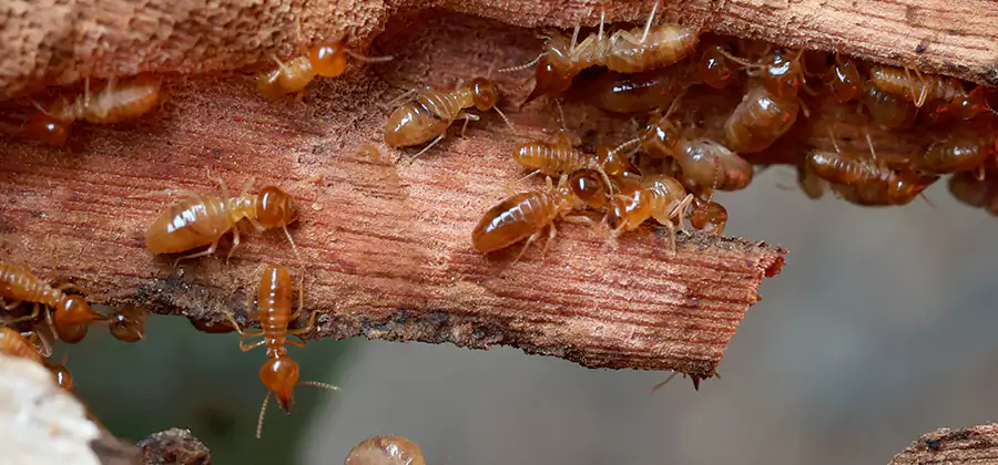 Perimeter Soil Termite Treatment in Union City