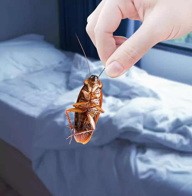 Why Choose Union City Pest Control Pro for Bed Bug Extermination in Union City, GA?