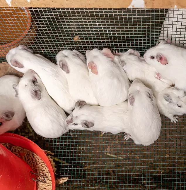Why Union City Pest Control Pro Is the Trusted Choice in Union City, GA?