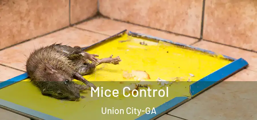 Mice Control Union City-GA