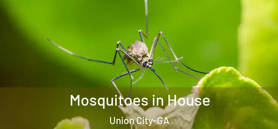 Mosquitoes in House Union City-GA