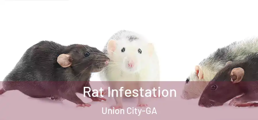 Rat Infestation Union City-GA
