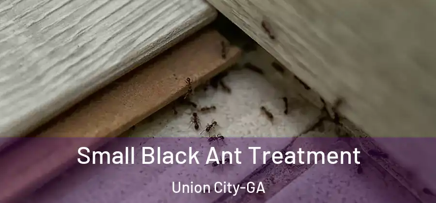 Small Black Ant Treatment Union City-GA