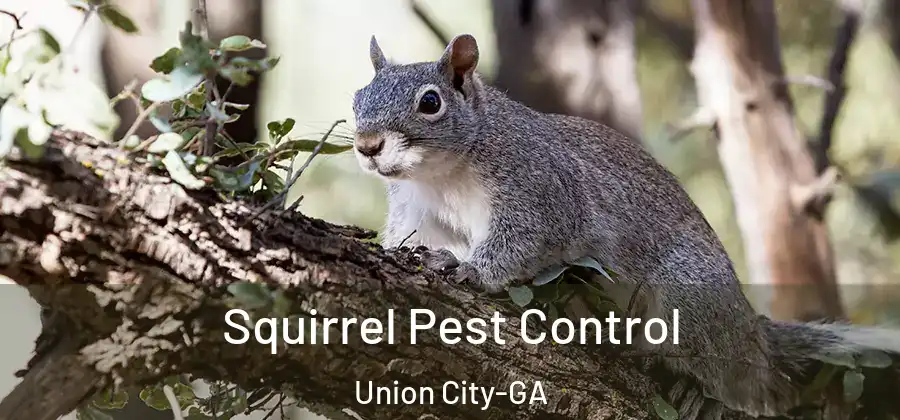 Squirrel Pest Control Union City-GA