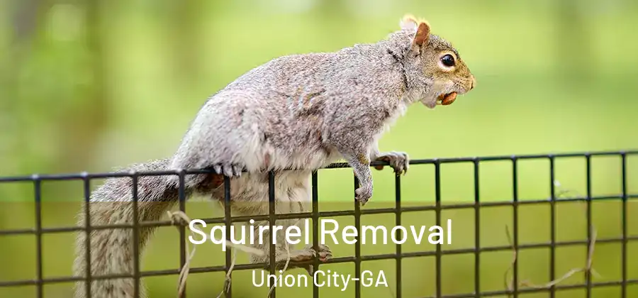 Squirrel Removal Union City-GA